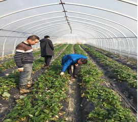 蘆淞區(qū)農(nóng)業(yè)農(nóng)村局開展春節(jié)期間食用農(nóng)產(chǎn)品質(zhì)量安全檢查行動