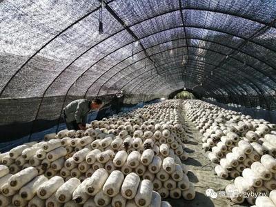 全力打造“產業新城、品質白云”系列報道之一 構建綠色健康新標桿——白云區食用農產品產業高質量發展觀察